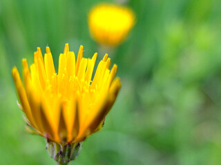 西洋タンポポの開花