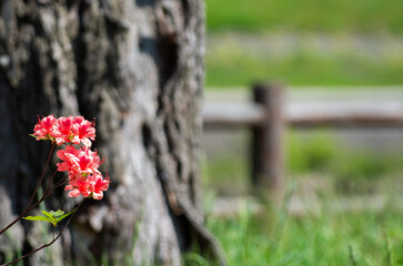 ピンクのツツジ