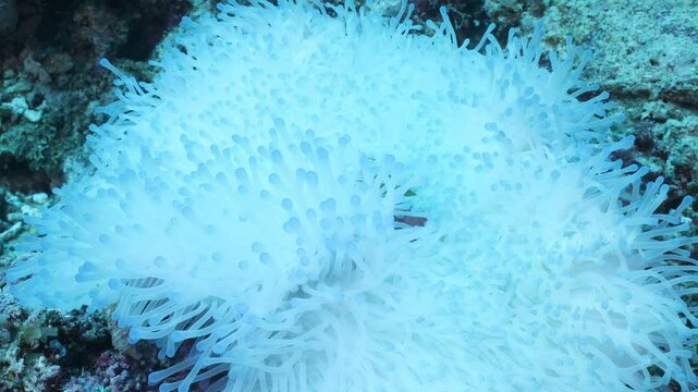 Clownfish cute nemo anemonefish ocean life underwater tropical great barrier reef