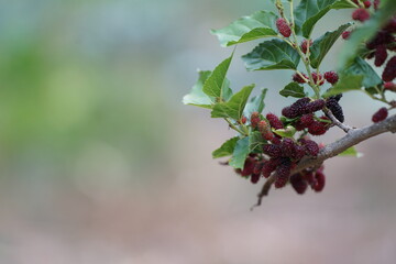 Reddish-purple mulberries begin to ripen on the branch, while the fresh green leaves reveal the abundance of nature in the blossoming season