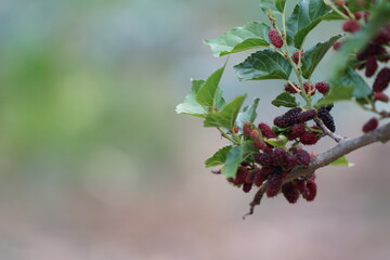Reddish-purple mulberries begin to ripen on the branch, while the fresh green leaves reveal the...