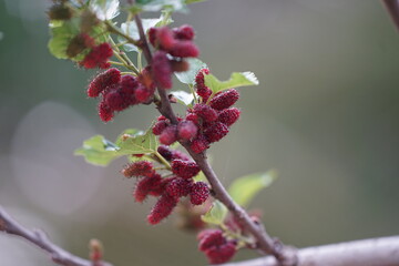 Reddish-purple mulberries begin to ripen on the branch, while the fresh green leaves reveal the abundance of nature in the blossoming season