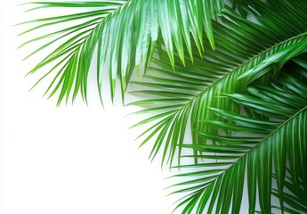 Tropical Palm Leaves Isolated on White Background in Modern Botanical Style
