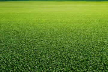 A vast green grass field with a solitary tree standing far away.