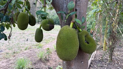 Several jackfruits are growing strong on the tree amidst the calmness of nature, reflecting...