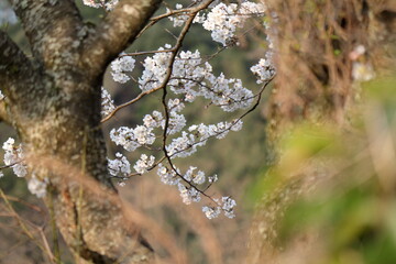 春の訪れを告げる桜