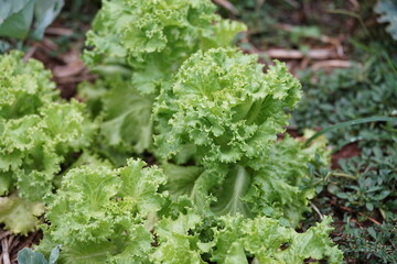 Fresh green lettuce is beautifully growing in the garden, reflecting natural freshness and the care taken in cultivation