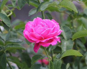 Pink rose flower on a plant in a garden