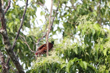 The red bird-of-paradise (Paradisaea rubra), also called the cendrawasih merah, is a bird-of-paradise in the genus Paradisaea, family Paradisaeidae. This photo was taken in Waigeo island, Indonesia.