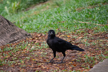 crow by riverside bed