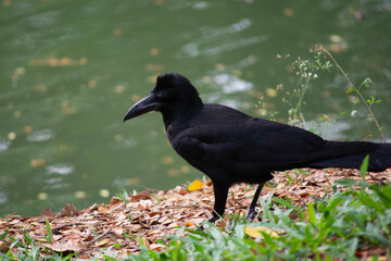 crow by riverside bed