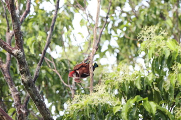 The red bird-of-paradise (Paradisaea rubra), also called the cendrawasih merah, is a...