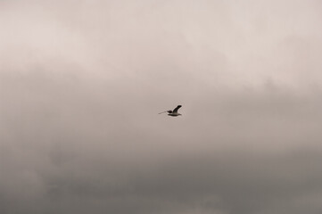 A bird is flying in the sky above a cloudy sky