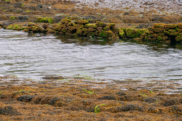 A body of water with a lot of algae and rocks