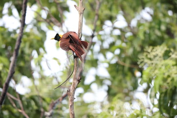 The red bird-of-paradise (Paradisaea rubra), also called the cendrawasih merah, is a bird-of-paradise in the genus Paradisaea, family Paradisaeidae. This photo was taken in Waigeo island, Indonesia.