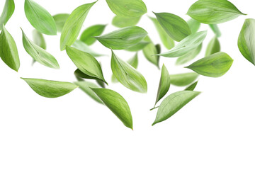 Naklejka premium Many fresh green leaves flying on white background