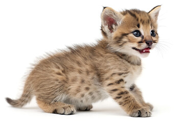 Obraz premium Serval Kitten Walking Isolated on White Background