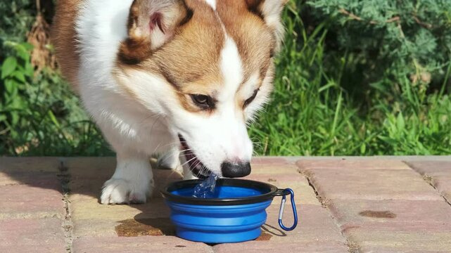 In the city park, a red-and-white Welsh Corgi Pembroke runs up to a silicone collapsible bowl of water and starts drinking, walking around it in a circle. The concept of care, the life of animals
