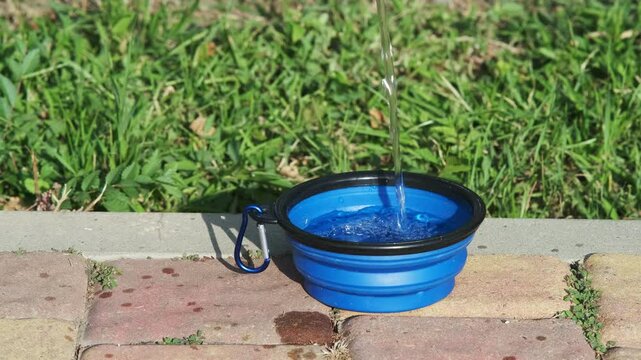 In the city park, a silicone folding bowl for dogs stands on the tiles, a stream of water flows into it. Traveling with animals. Walking on a sunny day in the city park. Concept of care, life of anima