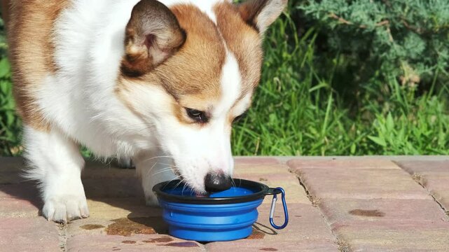Red and white Pembroke Welsh Corgi drinks water from a silicone collapsible bowl, splashing droplets around in the park. Traveling with animals. Care concept, animal life
