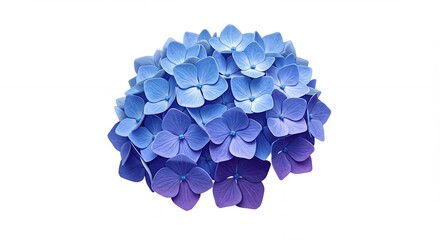 Vibrant hydrangea cluster photo