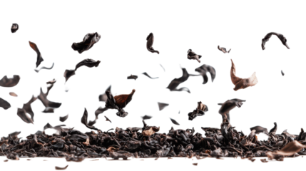 Black Darjeeling tea dried leaves flying on white background