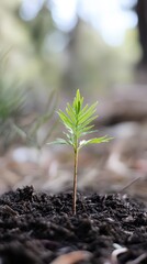 Tree Planting Day in South Korea