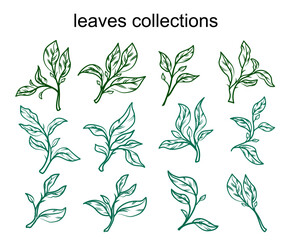 tea leaves vector. tea sprout with leaves. silhouette of tea leaves. tea Leaf silhouette Collection.