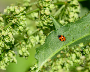 ladybug on green leaf