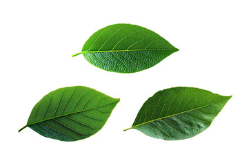 Obraz premium Fresh green leaves nature elements collection for environmental concepts