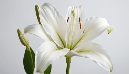 Fototapeta premium White lily flower blossom, a beautiful closeup of nature's white petals