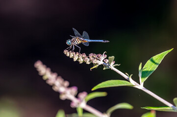 dragonfly on a flower