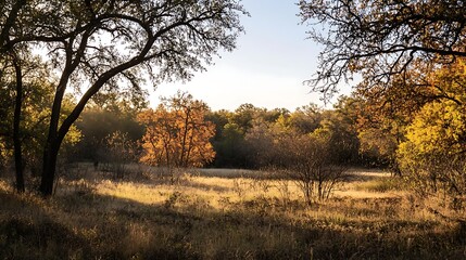 Obraz premium Sunlight filtering through trees onto a serene meadow with golden foliage in the foreground during early morning hours