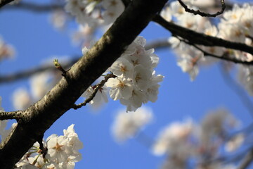 桜の花と青空を見上げる