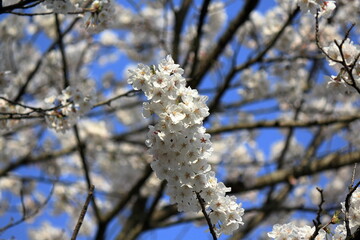 桜の花と青空を見上げる
