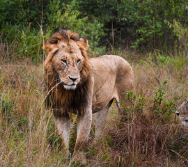 lion in the grass