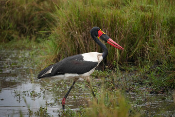 saddle billed stork