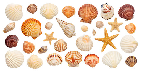 Shell collection isolated on transparent background