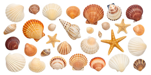 Shell collection isolated on transparent background