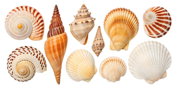 Shell collection isolated on transparent background
