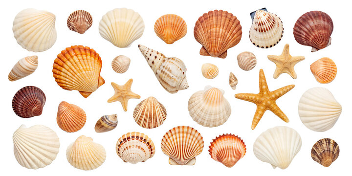 Shell collection isolated on transparent background