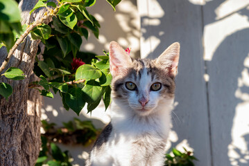 Young cat under shadow of tree