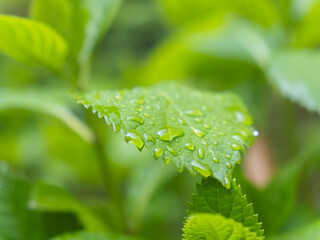 雨に濡れたアジサイの葉02