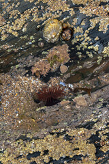 Beadlet anemone, limpets,topshells and periwinkles in small rockpool