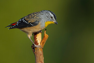 Spotted Pardalote