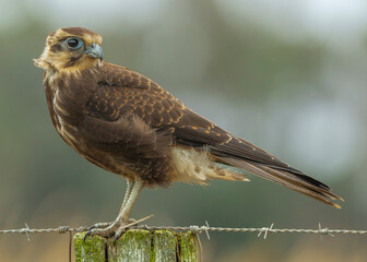 Brown Falcon