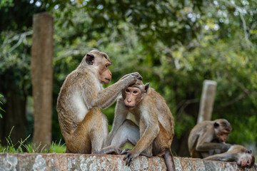 Monkey searching bugs in his partner