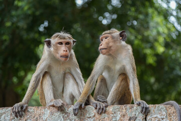 Fototapeta premium Toque macaque %28Macaca sinica%29 is a reddish-brown-coloured Old World monkey endemic to Sri Lanka 