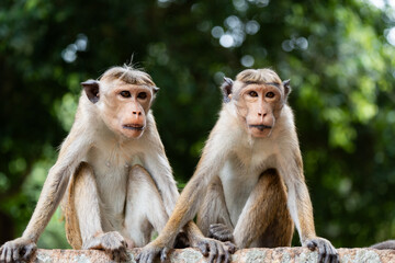 Fototapeta premium Toque macaque %28Macaca sinica%29 is a reddish-brown-coloured Old World monkey endemic to Sri Lanka 