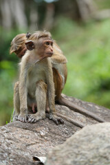 Monkey searching bugs in his partner